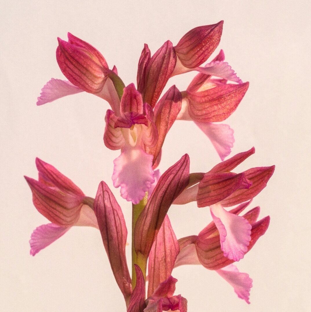 Filosofía de bienestar 11